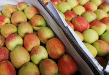 Aktualne ceny i handel jabłkami na rynku w Broniszach