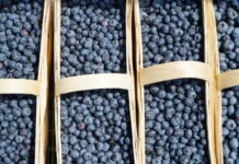 Ceny owoców miękkich w grupach producenckich – 11.07.2022