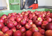 Cennik jabłek na sortowanie – 8 czerwca 2021