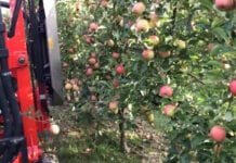 Defoliacja przed zbiorami jabłek