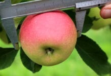 Zbiór Gali 2020 – w tym roku później niż w poprzednich sezonach