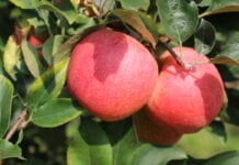 Opóźnienie dojrzewania jabłek: Harvista™ 1.3 SC już dostępna