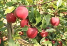 Sad jabłoniowy - technologia Harvista Agrofresh