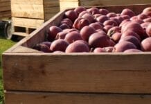 Turcja bierze pod uwagę odgórne ograniczenia w eksporcie jabłek