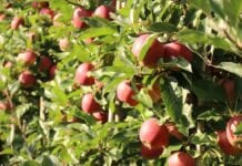 Ochrona przedzbiorcza jabłek w 2020. Jak ograniczyć straty i zwiększyć zysk? Poznaj sposób na długie przechowywanie owoców.