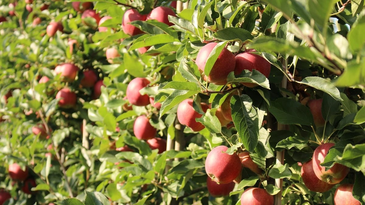 Ochrona przedzbiorcza jabłek w 2020. Jak ograniczyć straty i zwiększyć zysk? Poznaj sposób na długie przechowywanie owoców.