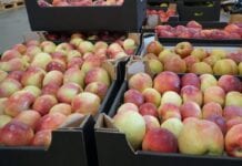 Piszą o rekordowych cenach polskich jabłek – czy to dobrze?