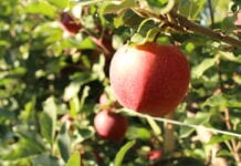 Na Węgrzech spodziewane są najniższe zbiory jabłek od 20 lat