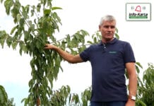 Zabiegi pozbiorcze i cięcie sadów czereśniowych – komunikat sadowniczy Agrosimex, 07.08.2020