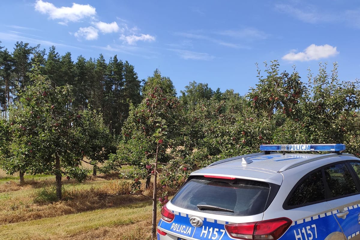 Powiat grójecki: Złodzieje ukradli około 2 ton jabłek z sadu