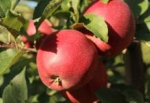 Sad, jabłka przed zbiorem, sadownictwo 2020