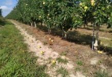 Szampion niepokoi sadowników – jabłka opadają na długo przed zbiorami