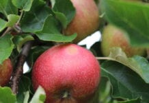 Oparzenia słoneczne na jabłkach – jak im przeciwdziałać?