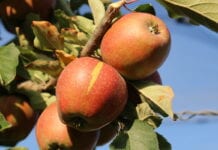 jabłka odmiana Red Jonaprince