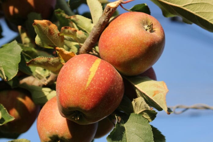 jabłka odmiana Red Jonaprince