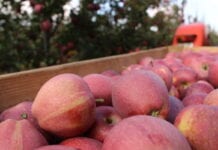 Są prognozy WAPA – zbiory jabłek 2020 w UE – Prognosfruit