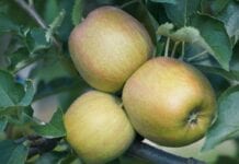 Zbiory jabłek w Chinach będą mniejsze o 3 mln ton