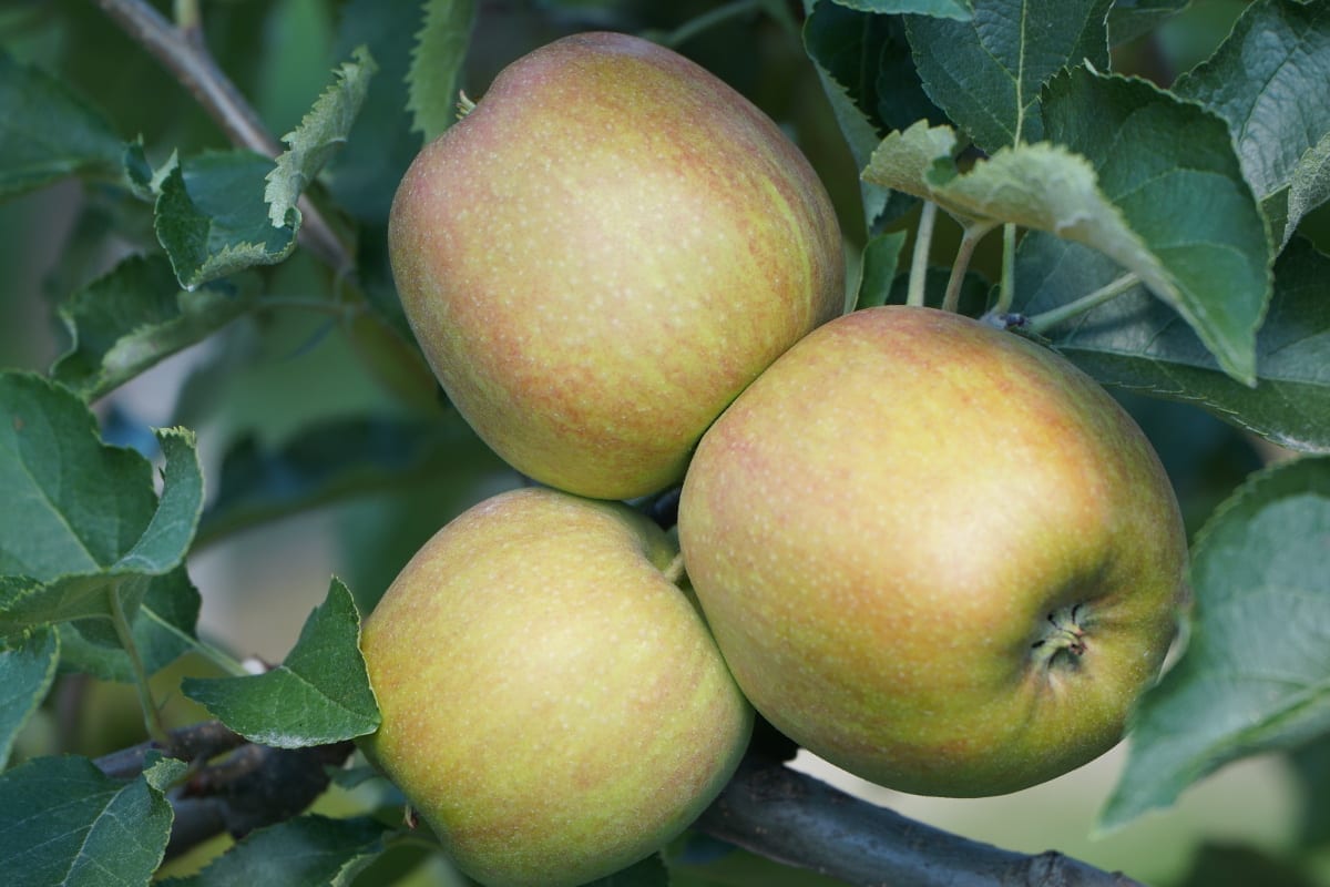 Zbiory jabłek w Chinach będą mniejsze o 3 mln ton