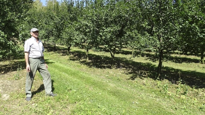 Tadeusz Rusnarczyk na kwaterze swojej 'Węgierki Zwykłej' – w rzędach drzew widoczne odrosty, z których wyprowadzał swoje śliwy
