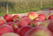 Prognosfruit: Zbiory jabłek 2020 w Polsce o 17% większe