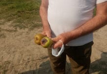 Brązowa plamistość gruszy sieje spustoszenie we Włoszech