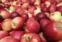 Ceny jabłek deserowych w grupach: 22 września 2020