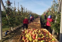 Wiedza na temat rynku jabłek jest tak samo ważna jak umiejętność walki z parchem