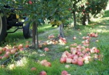 Kolejny spadek cen jabłek przemysłowych o 5 groszy
