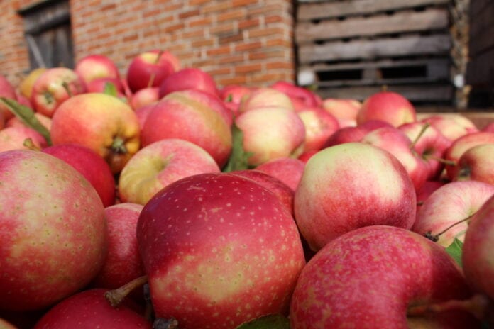 ceny jabłek przemyslowych 2020