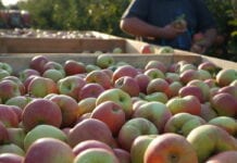 Ceny jabłek w grupach producenckich: 29 września 2020