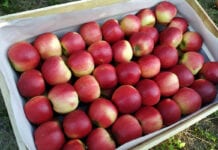 Na Broniszach duża podaż jabłek – jakie ceny?