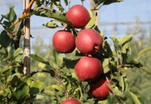 Zbiory jabłek na południowej półkuli zbliżone do średniej, co to oznacza dla Europy?