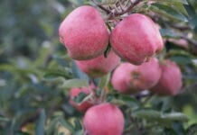 Jabłka najpopularniejszym owocem we wrześniu