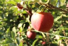 produkcja jabłek