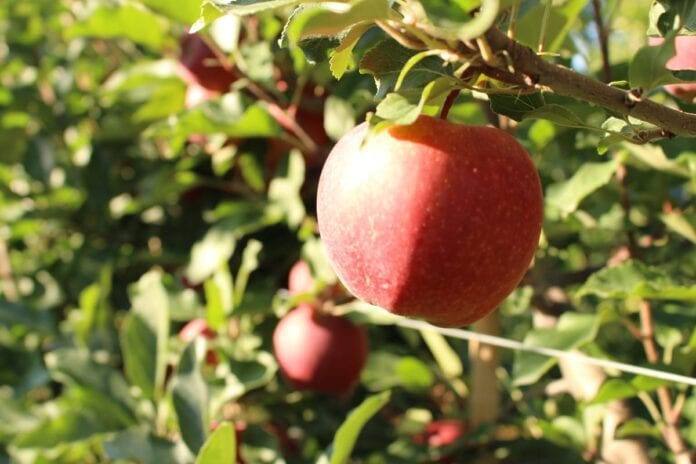 produkcja jabłek