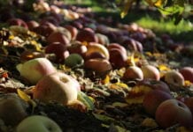 Cena jabłek przemysłowych spada do 50 groszy – czy jesteśmy świadkami spekulacji?