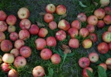 Część sadowników deklaruje wstrzymanie sprzedaży jabłek przemysłowych