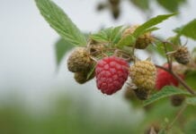 Chilijczycy kupowali tanie maliny z Chin i sprzedawali jako swoje
