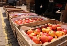 Skąd duża podaż jabłek na rynkach hurtowych?