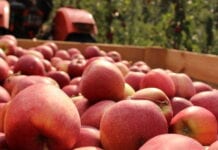 Zadbajmy o to, aby polskie jabłko stanowiło jedną z codziennych porcji owoców i warzyw