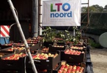Darmowe jabłka dla osób starszych w Holandii – rozdano 45 tysięcy jabłek
