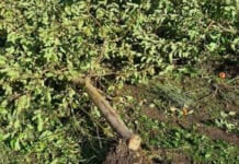 Mołdawia: Sady na północy kraju zniszczone przez burzę