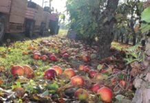Ceny jabłek przemysłowych: Niektóre skupy oferują już 55 groszy