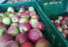 Jabłka, ziemniaki, cytrusy, cebula – czy powrócą przyzwyczajenia z wiosny?