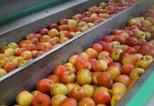 cen jabłek deserowych
