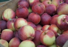 Jakie odmiany jabłek cieszą się najlepszym popytem?