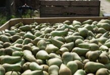 Włochy: Historycznie niska produkcja gruszek