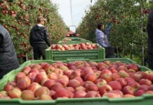 Ceny jabłek deserowych u pośredników – 19 października 2020