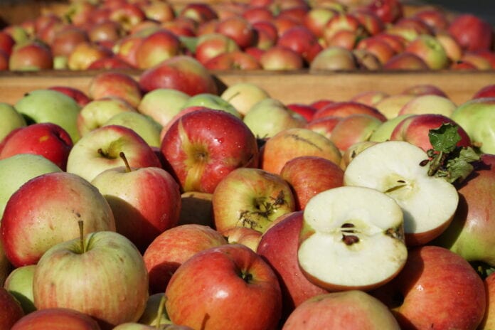 ceny jablek przemyslowych