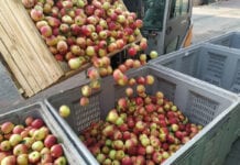 Pośrednicy oferują za jabłka przemysłowe 0,67 zł/kg. Sadownicy chcą kilka groszy więcej